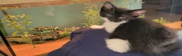 Domestic Shorthair cats for sale: Ready to Fly the Nest  - Advert 31
