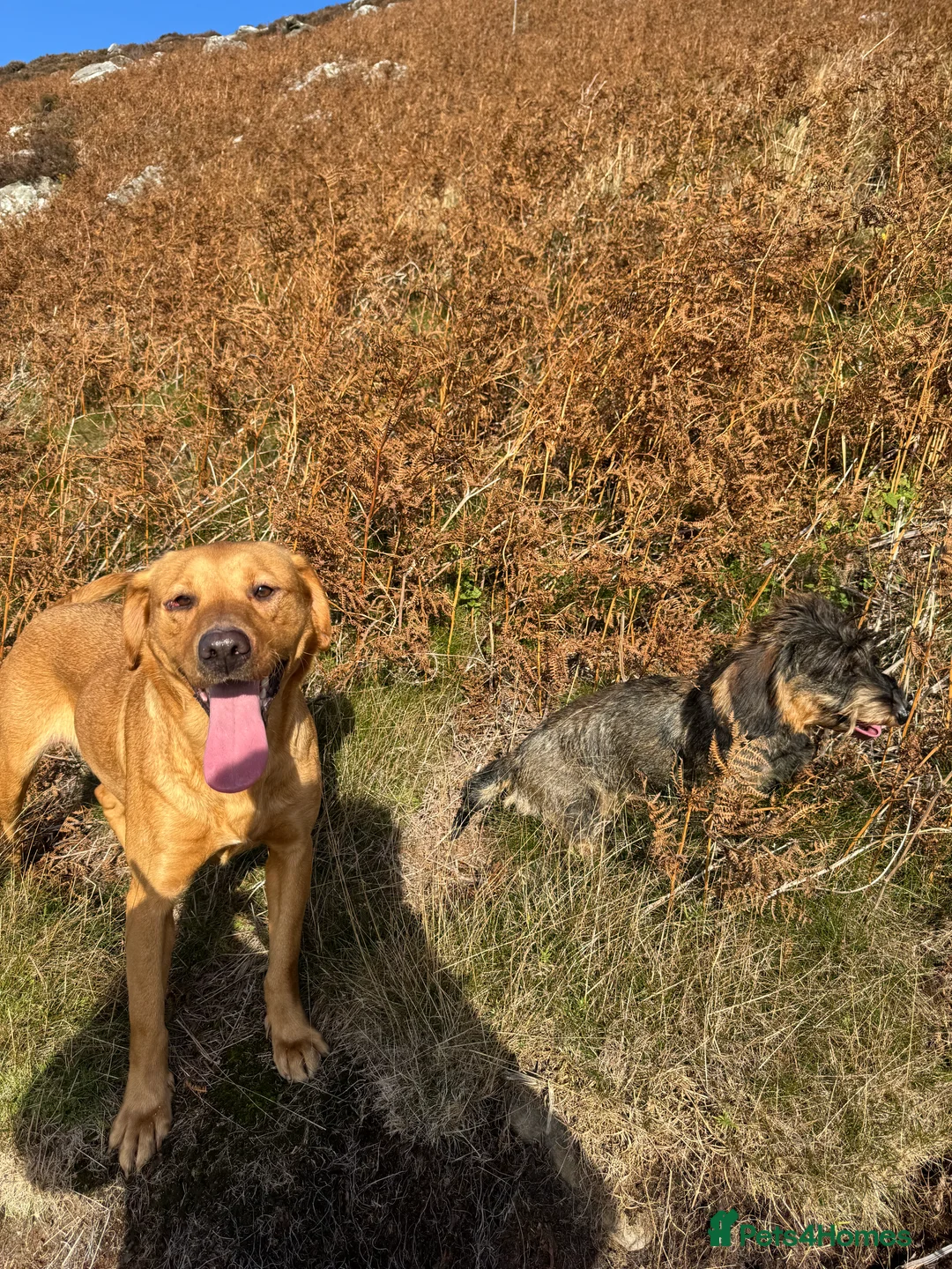 Dachshund dogs for sale: Traditional Teckle pups  in Chathill - Advert 3