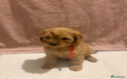 Cavapoo dogs for sale: Adorable red cavapoo pups - Advert 8