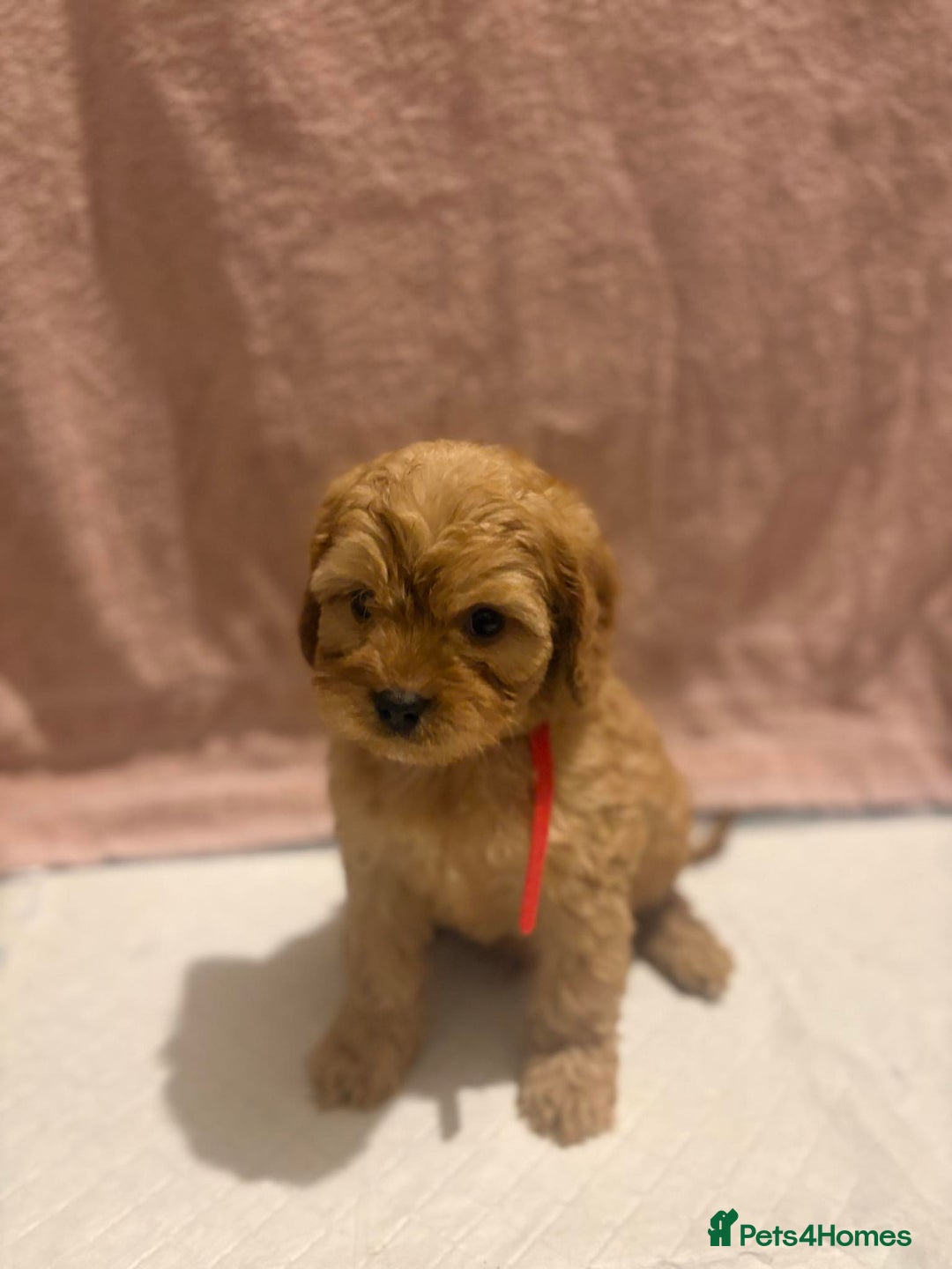 Cavapoo dogs for sale: Adorable red cavapoo pups - Advert 8