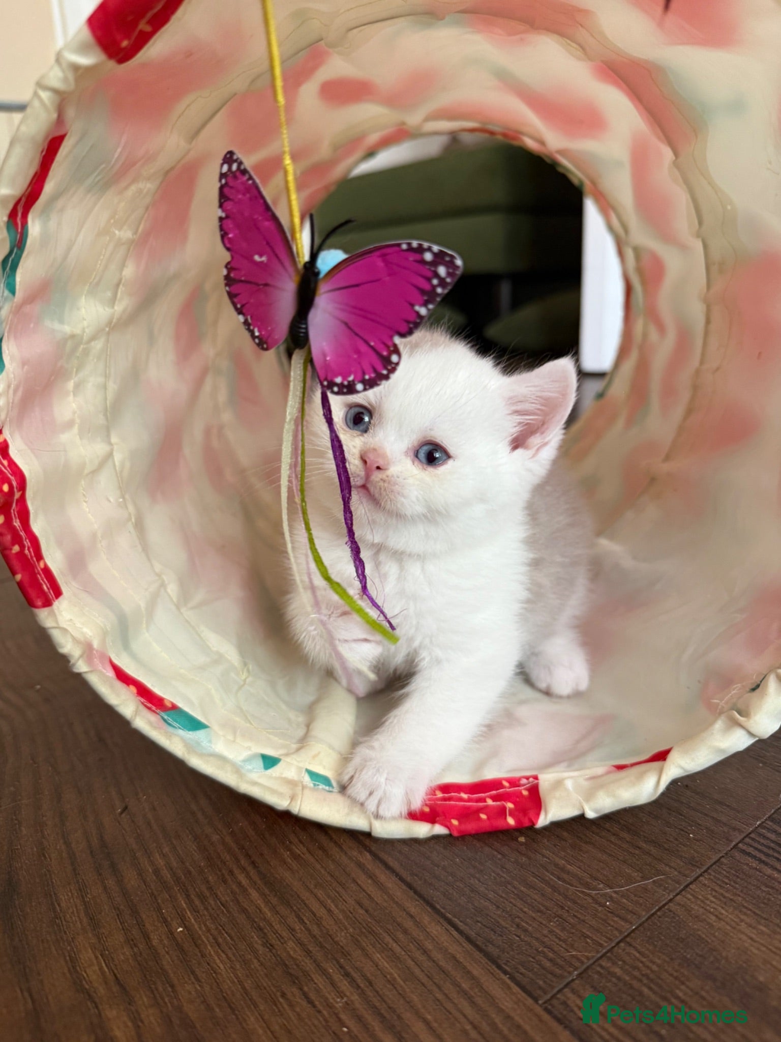 British Shorthair cats Stunning blue eyed BSH kittens - Advert 2