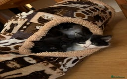 Mixed Breed cats for sale: 5 gorgeous fluffy tuxedo kittens - Image 6
