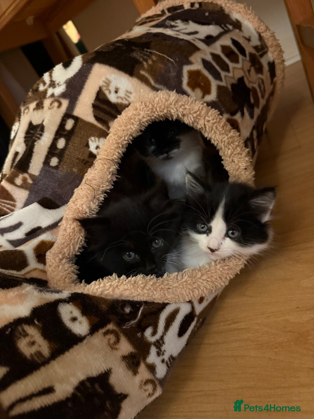 Mixed Breed cats for sale: 5 gorgeous fluffy tuxedo kittens - Image 6