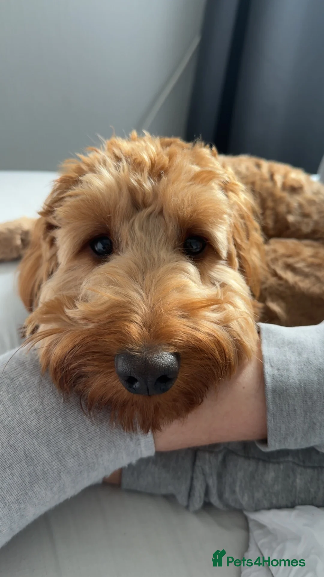 Cockapoo dogs for stud: Fergie STUD in Dunfermline - Advert 2