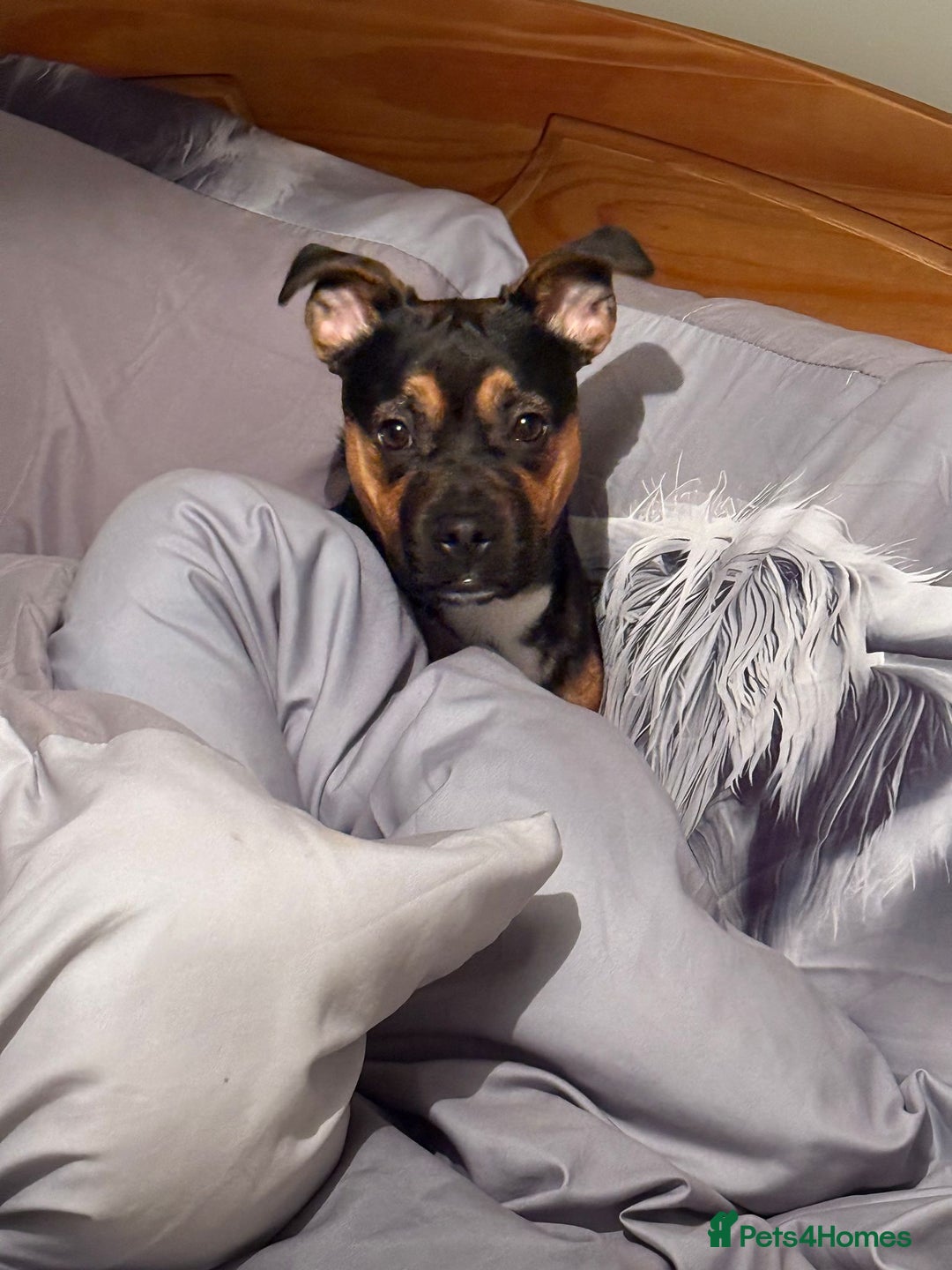 Mixed Breed dogs for sale: Jack x Frenchie  - Advert 6