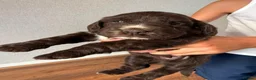 Cocker Spaniel dogs for sale: Cocker spaniel  in Lewes - Advert 10