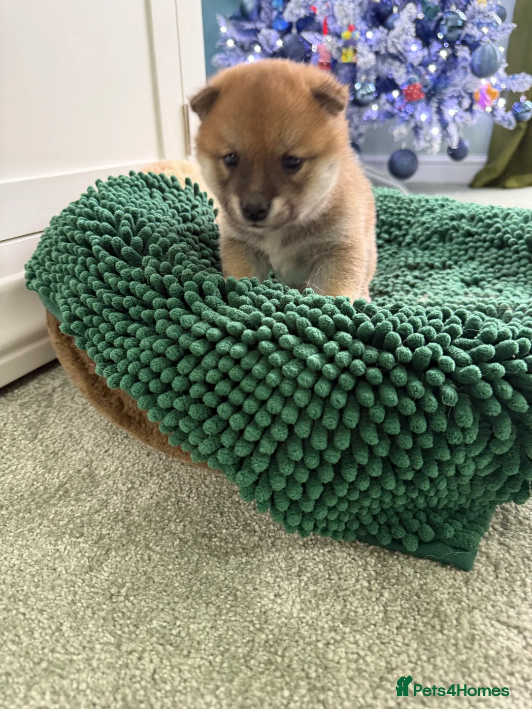 Japanese Shiba Inu dogs for sale: Bonny babies - Advert 4