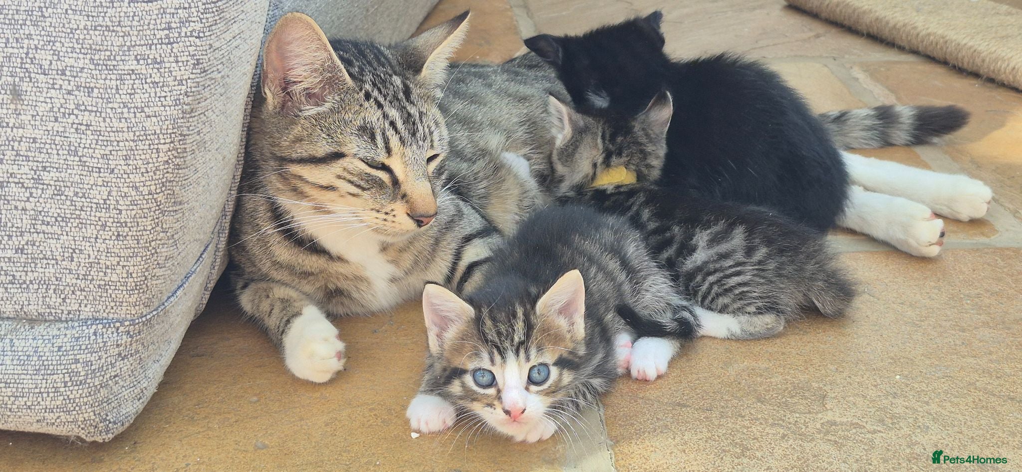 Mixed Breed cats Perfect friendly cat companion Tabby female - Advert 5