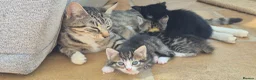 Mixed Breed cats for sale: Perfect friendly cat companion Tabby female in Haywards Heath - Advert 1