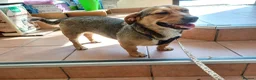 Mixed Breed dogs for adoption: 💛BELLA – The Little Street Dog Who Chose To Trust in Nottingham - Advert 27