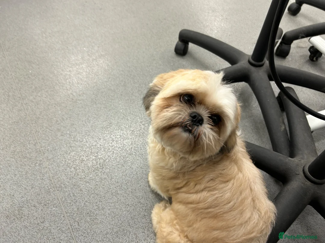 Shih Tzu dogs for sale: Beautiful Shih Tzu puppies  - Advert 13