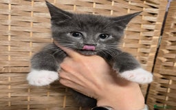Maine Coon cats for sale: Beautiful Mainecoon kittens  - Advert 2