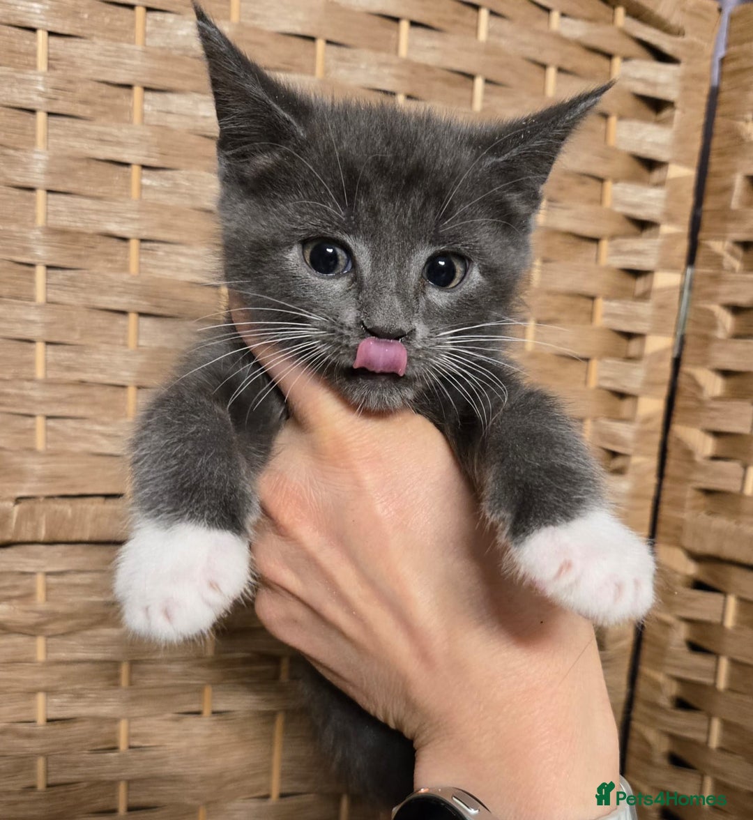 Maine Coon cats for sale: Beautiful Mainecoon kittens  - Advert 2