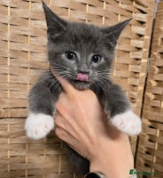 Maine Coon cats Beautiful Mainecoon kittens - Advert 1