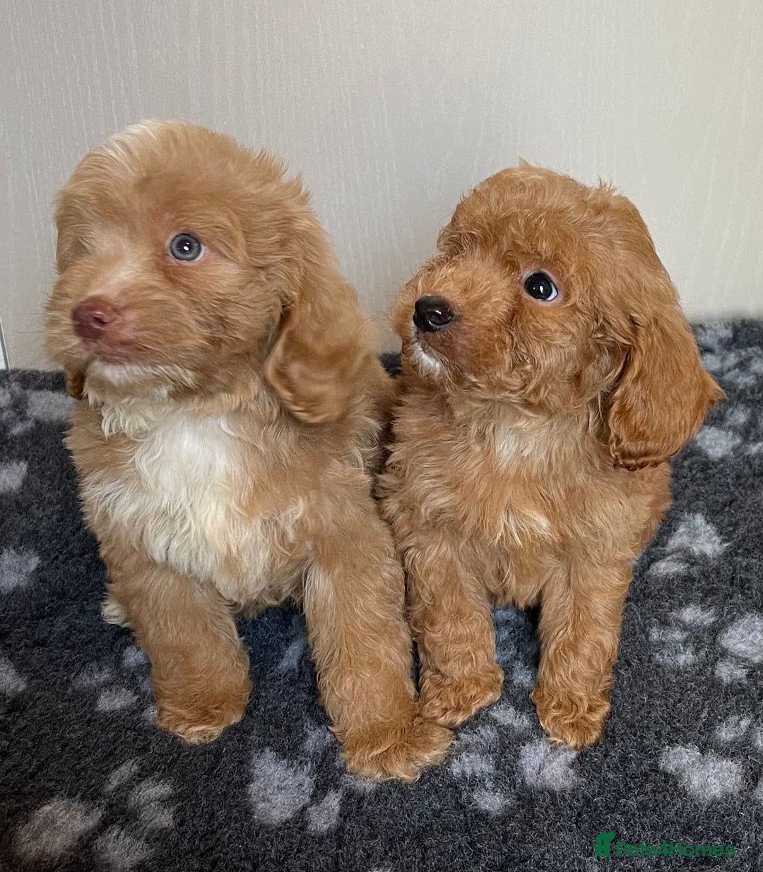 Cockapoo dogs for sale: Adorable cockapoo pups - Advert 20