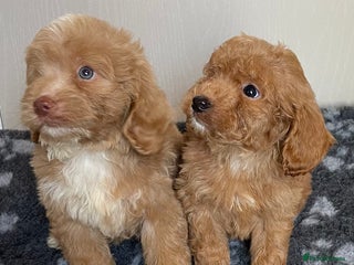 Cockapoo dogs Adorable cockapoo pups - Advert 12