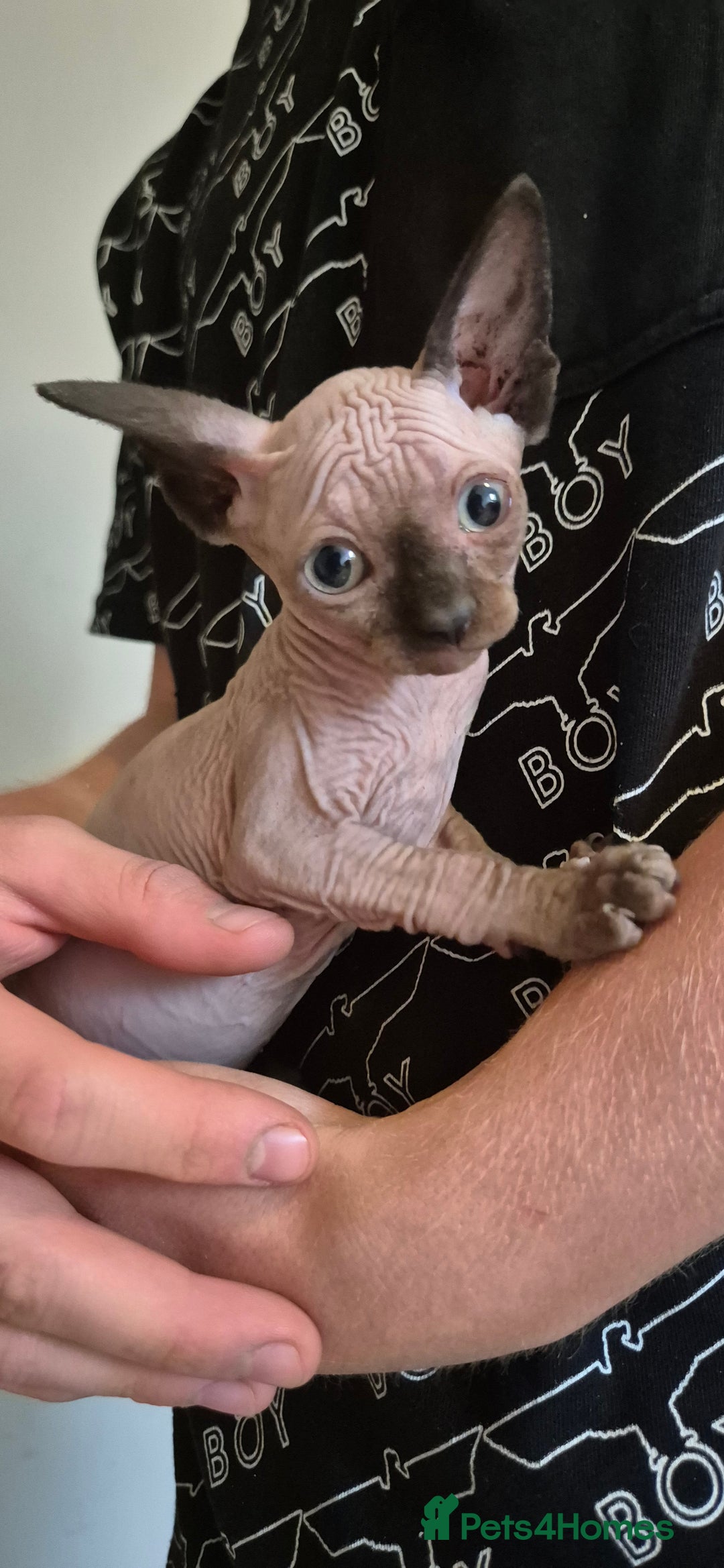 Sphynx cats for sale: Silver elf and black little babies - Image 16