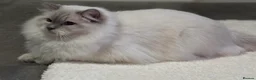 Ragdoll cats for sale: Stunning gccf lilac colourpoint boy available  - Advert 15