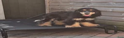 Cocker Spaniel dogs for sale: KC SHOW COCKER - Advert 4