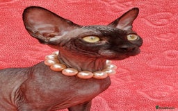Sphynx cats for sale: Amazing kittens !!! in Maidstone - Image 3