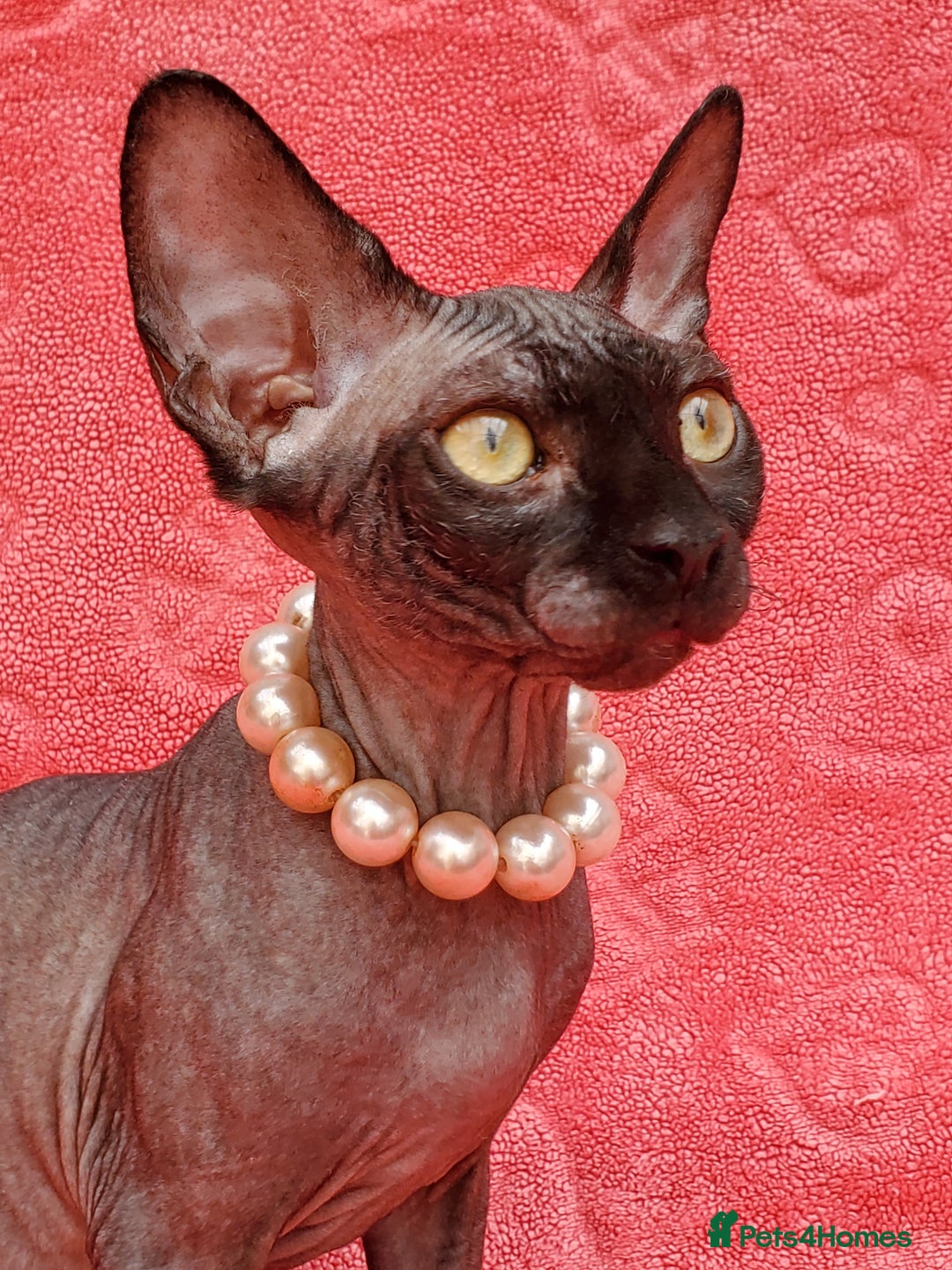 Sphynx cats for sale: Amazing kittens !!! in Maidstone - Image 3