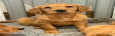 Golden Retriever 3