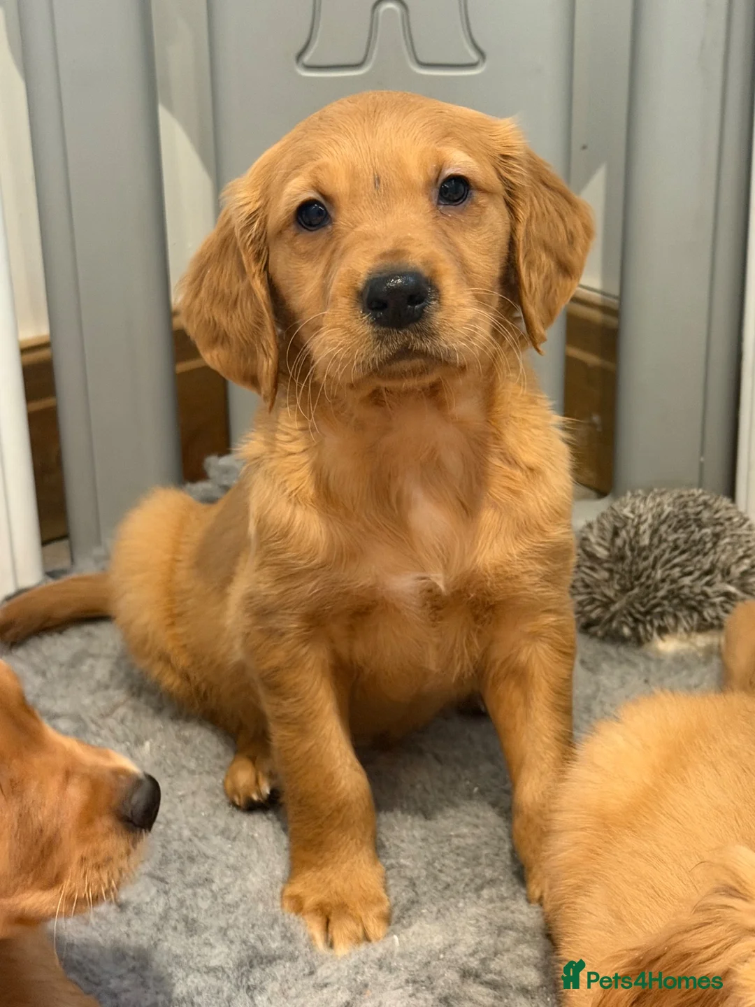 Golden Retriever dogs for sale: Golden retriever pups from health tested parents  - Advert 2