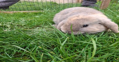 Mini Lop rabbits - Advert 5