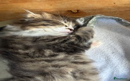 Scottish Fold cats for sale: Two beautiful kittens with mother - Image 14