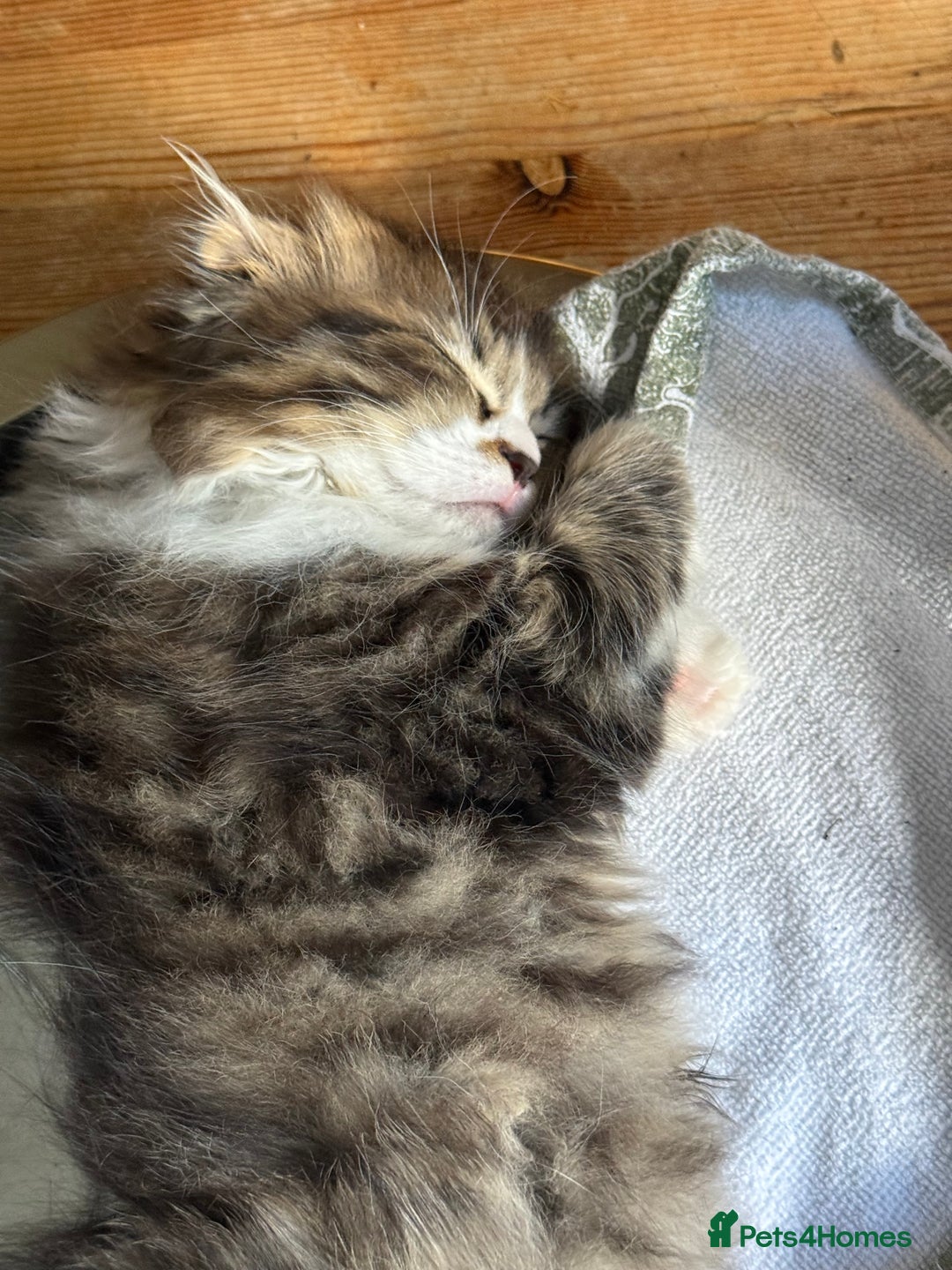 Scottish Fold cats for sale: Two beautiful kittens with mother - Image 14