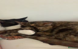 Mixed Breed cats for sale: Queen Delilah - Tortie female  - Image 13