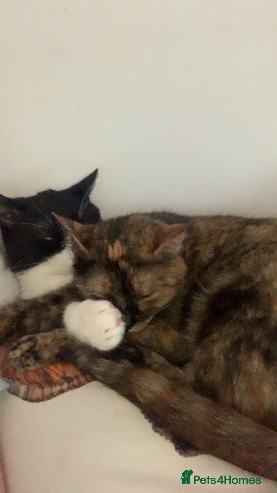 Mixed Breed cats for sale: Queen Delilah - Tortie female  - Image 13
