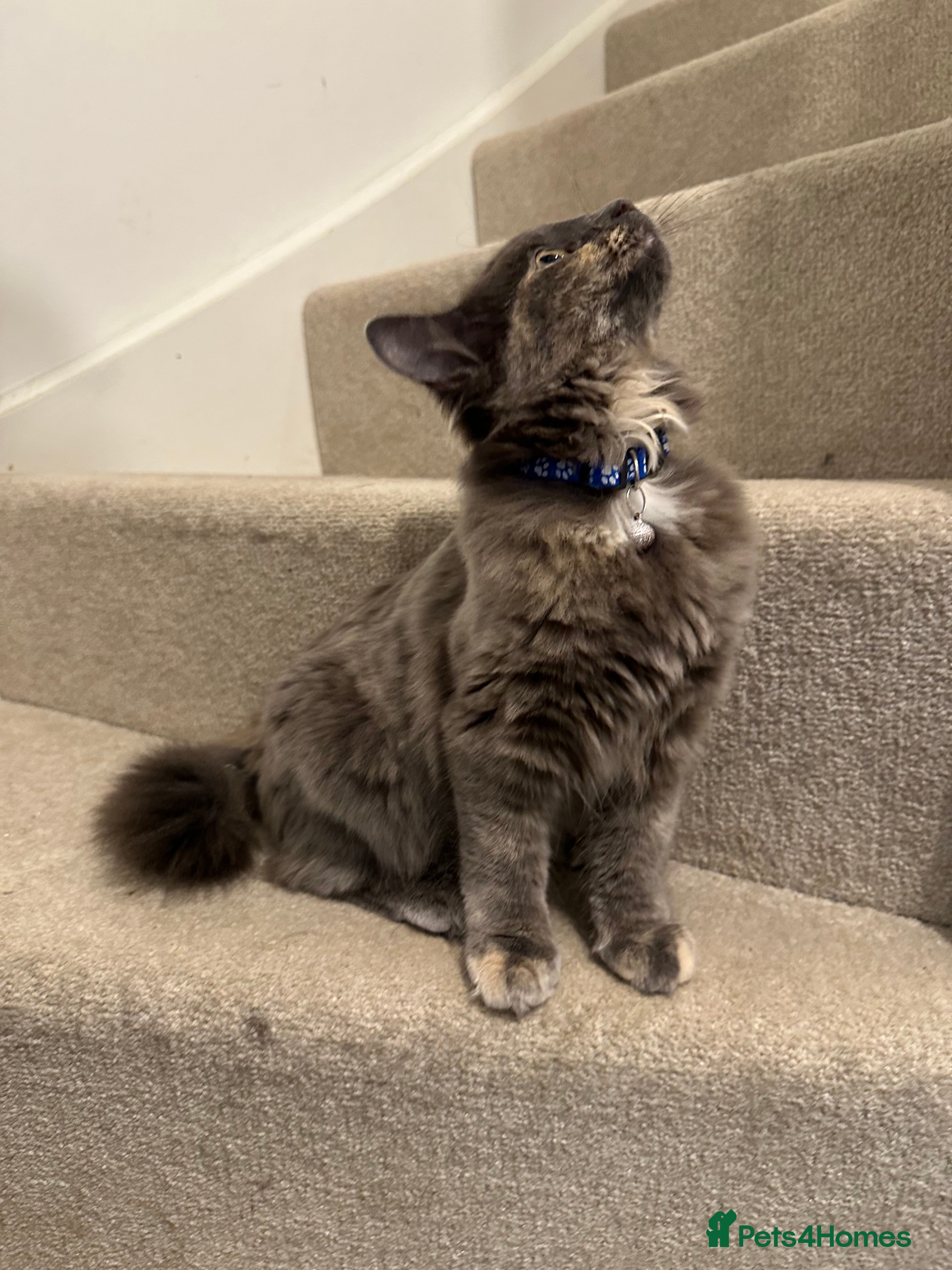 Mixed Breed cats 9 beautiful friendly kittens - Advert 2