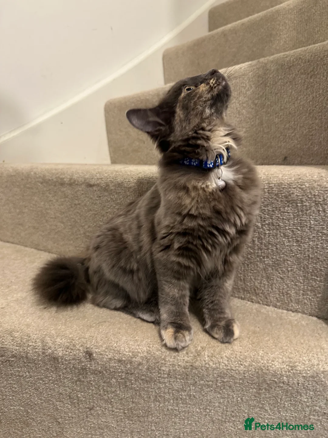 Mixed Breed cats for sale: 9 beautiful friendly kittens - Advert 2