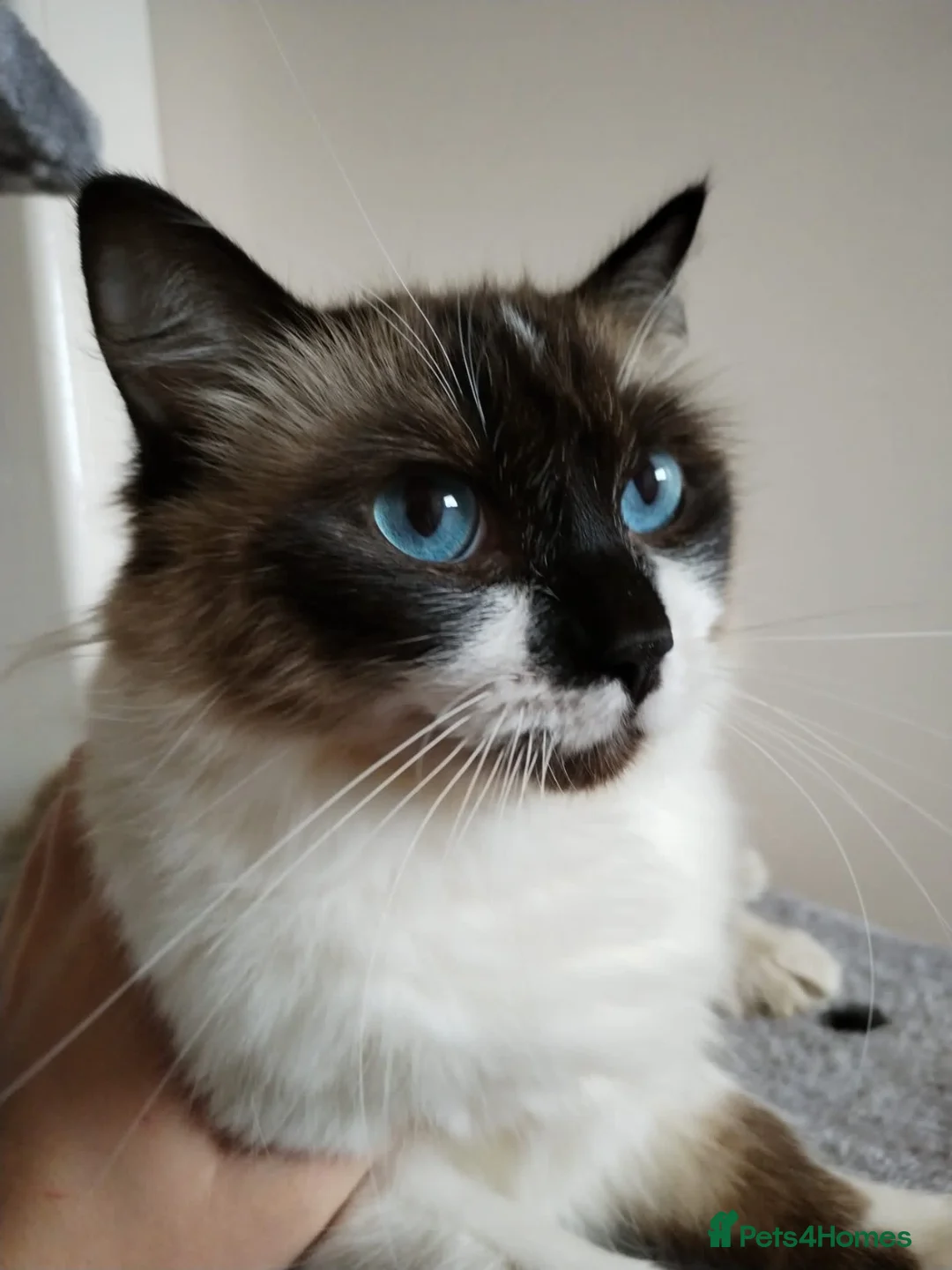 Ragdoll cats for sale: Ragdol kitten  - Advert 1