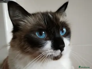 Ragdoll cats Ragdol kitten - Advert 1