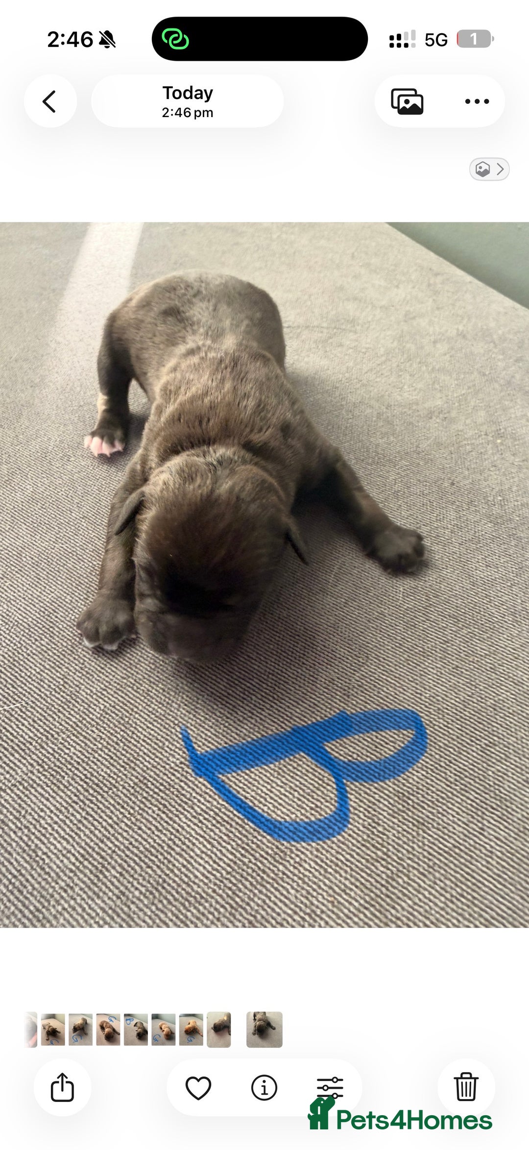 Presa Canario dogs for sale: Press canario pups  - Advert 3