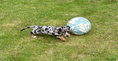 Miniature Dachshund dogs - Advert 11