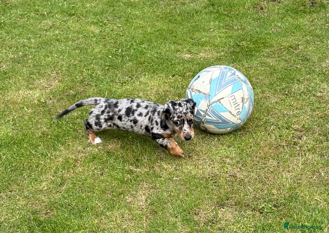 Miniature Dachshund dogs for sale: Miniature dachshund puppies  - Image 3