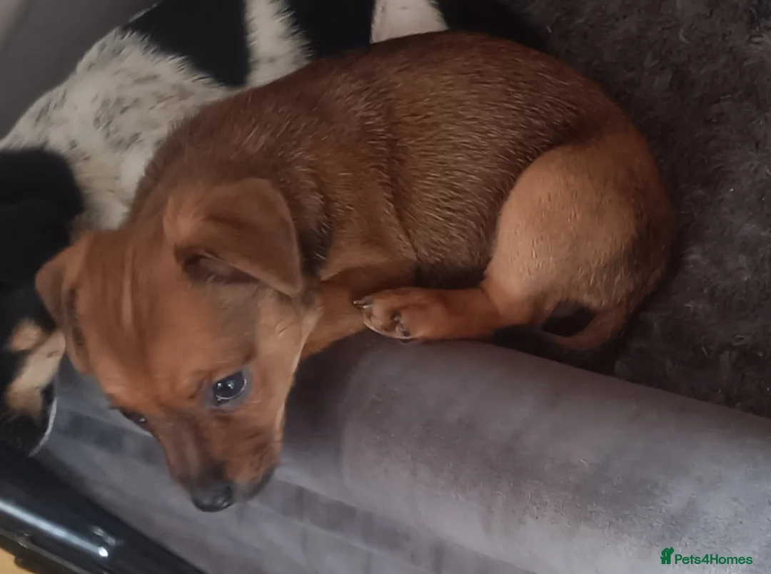 Jack Russell dogs for sale: Miniature jack Russell puppy girl  in Aylesford - Advert 2