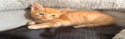Mixed Breed cats for sale: Kittens looking4forever homes❤️ - Advert 9