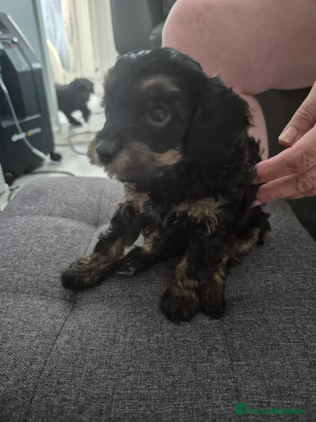 Yorkiepoo dogs for sale: Yorkiepoo Puppies - Advert 2