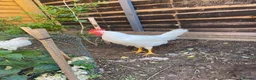 Chickens poultry for sale: 2 White Leghorn Cockerels For Sale - Advert 9