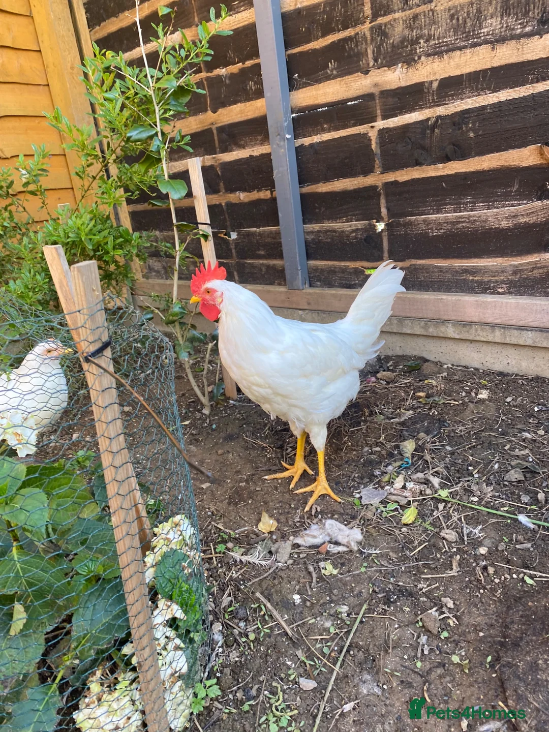 Chickens poultry for sale: 2 White Leghorn Cockerels For Sale - Advert 9