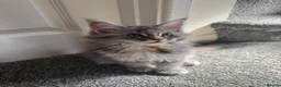 Maine Coon cats for sale: Pure mainecoon kittens DNA health tested parents.  - Advert 8