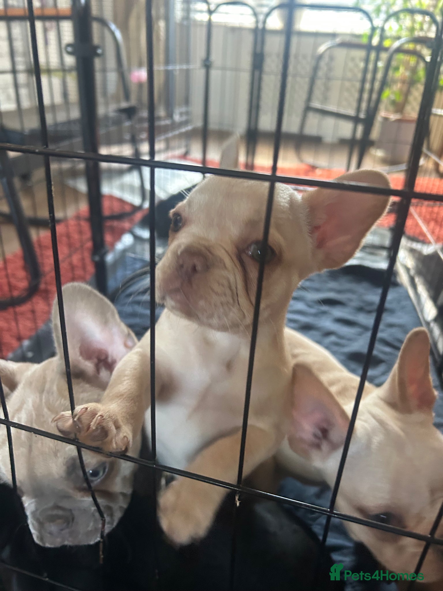 French Bulldog dogs for sale: 6 quality fluffy carrier French bulldogs - Advert 1