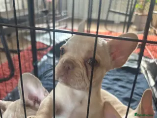 French Bulldog dogs for sale: 6 quality fluffy carrier French bulldogs - Advert 1