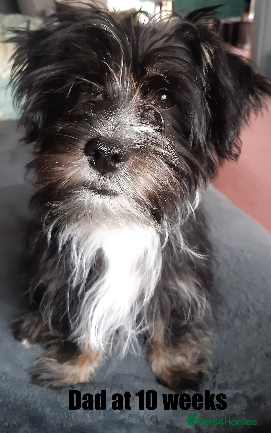 Shorkie dogs for sale: Beautiful Shorkie puppies for sale - Image 7