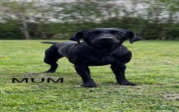 Labrador Retriever dogs for sale: 2 KC Black Lab Male Pups - Image 8