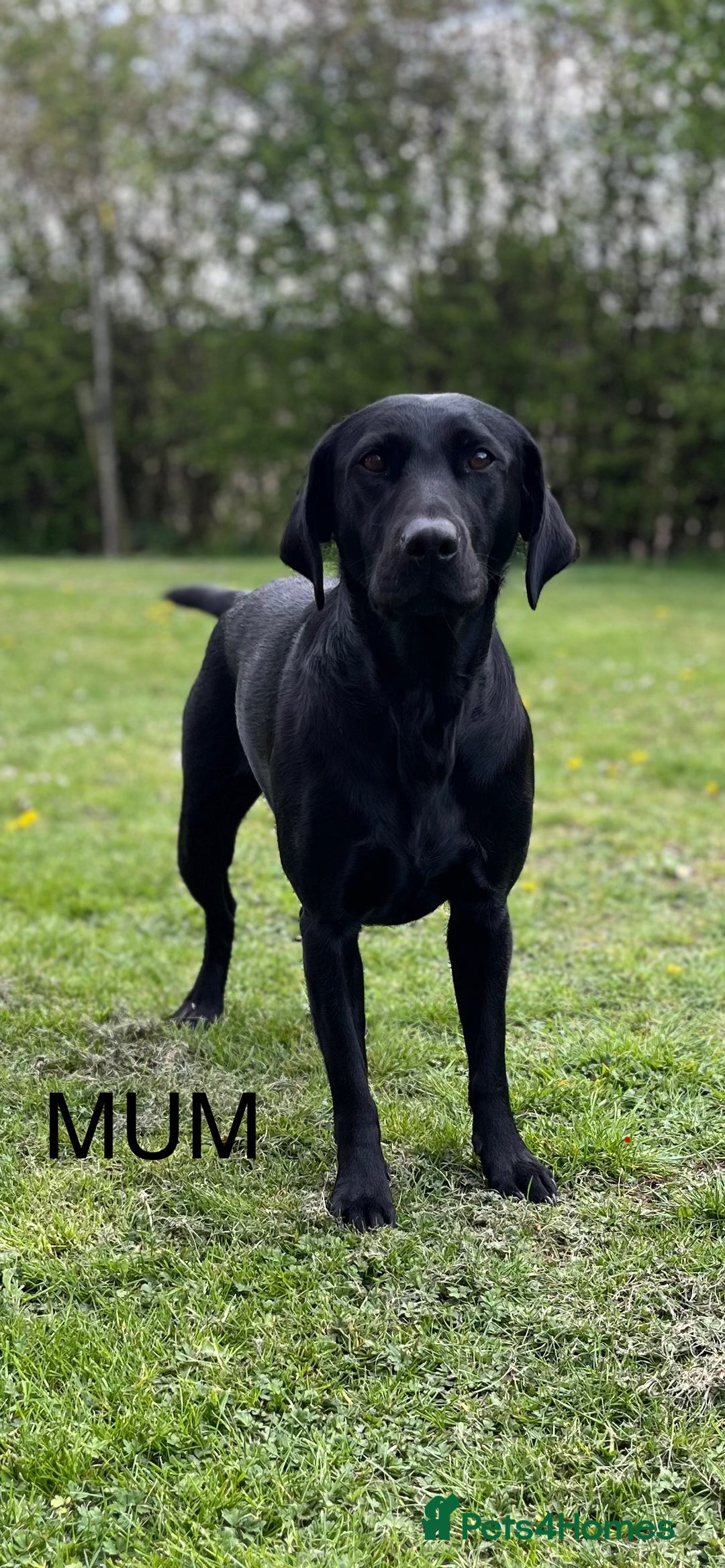 Labrador Retriever dogs for sale: 2 KC Black Lab Male Pups - Image 8